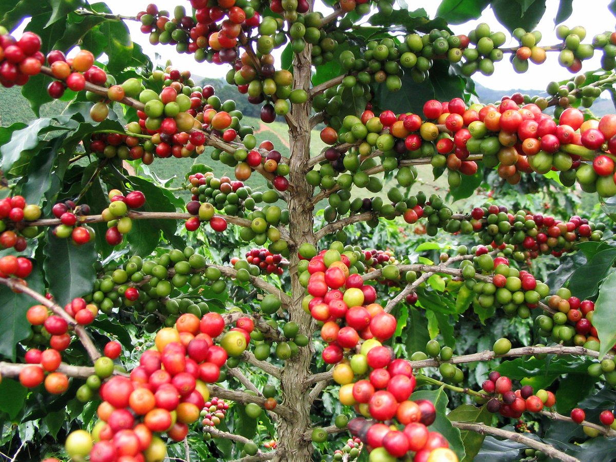 Как сделать кофейное дерево: пошаговые инструкции